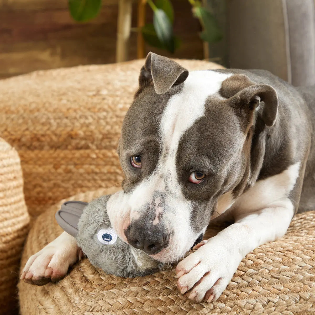 BARK Grey Medium/Large Hare Raiser Rabbit Super Durable Rubber Chewer Dog Toy