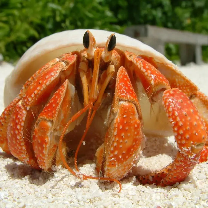 TropicZone High - Performance Diet for Land - Dwelling Hermit Crabs and Other Terrestrial Pet Crabs