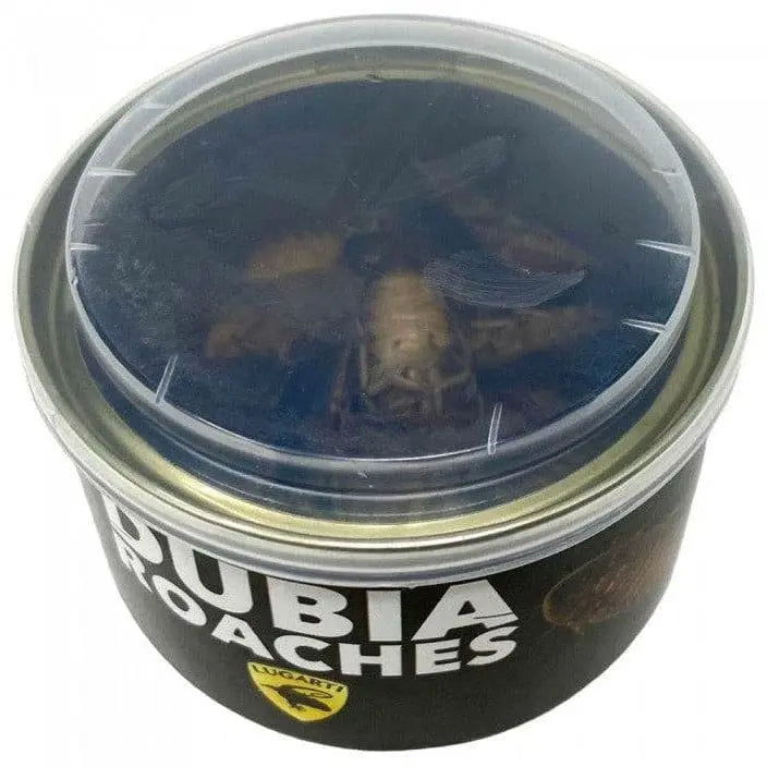 High - Quality Canned Reptile Feed: Dubia Roaches for Insectivorous Pets