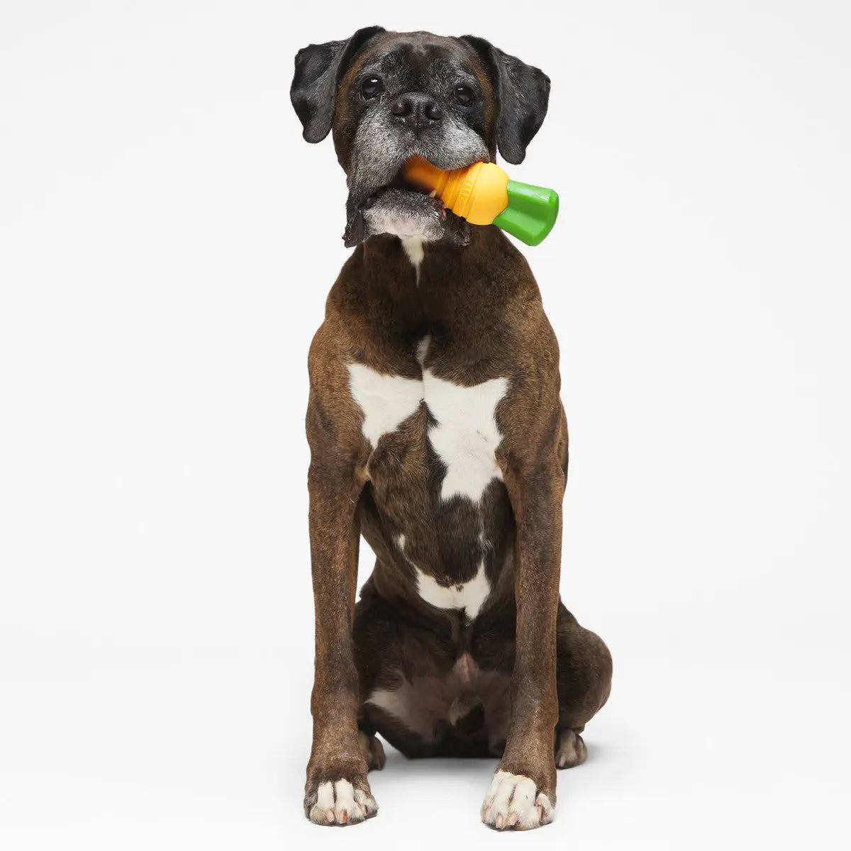 BARK Durable Nylon Carrot - Shaped Stick Chew Toys for Dogs of All Breeds