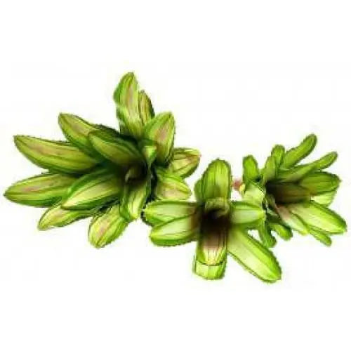 Realistic Bromeliads Plants for Terrarium, Aquarium and Habitat Decoration