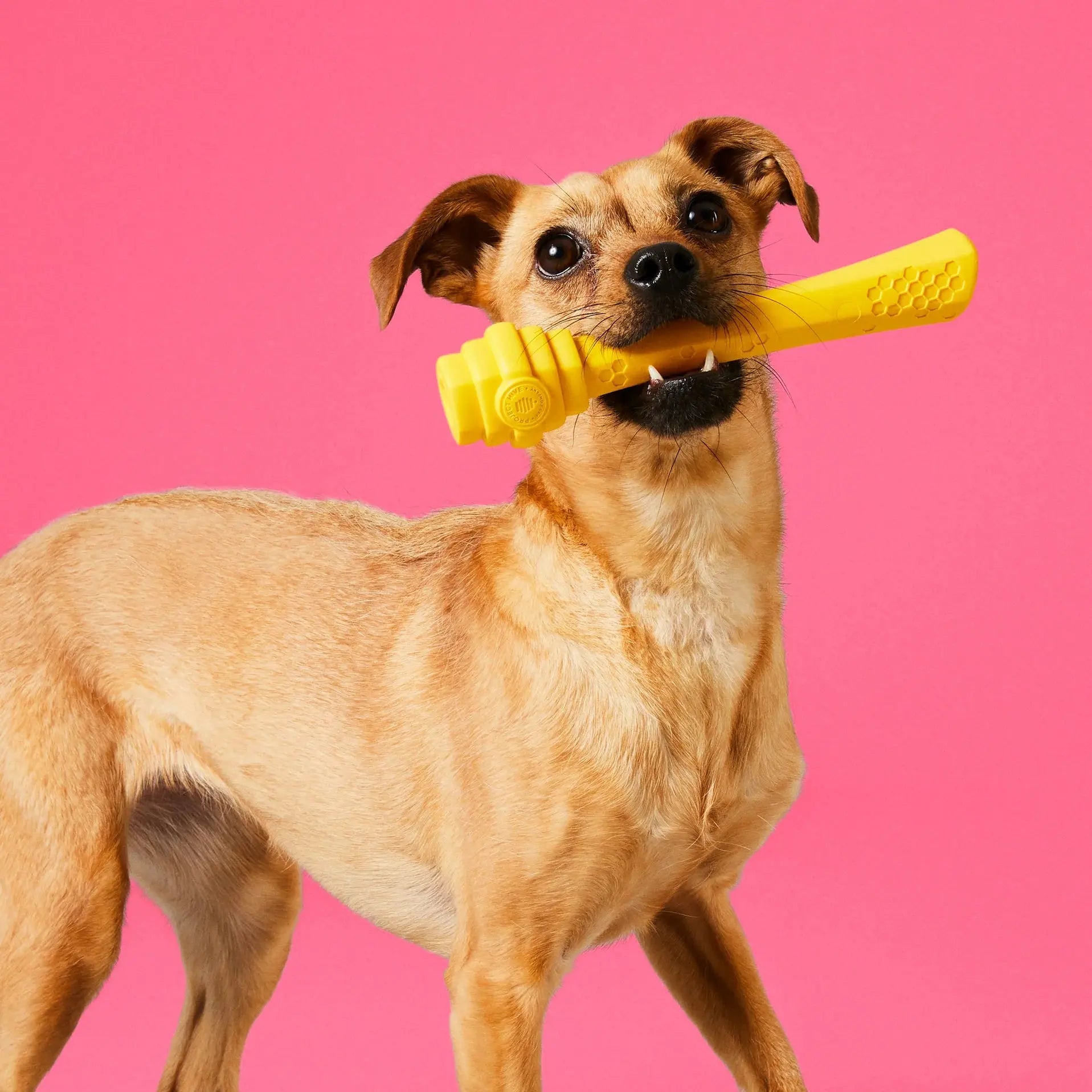 Project Hive Pet Company's Revolutionary Multifunctional Hive Stick Dog Fetch and Chew Toy