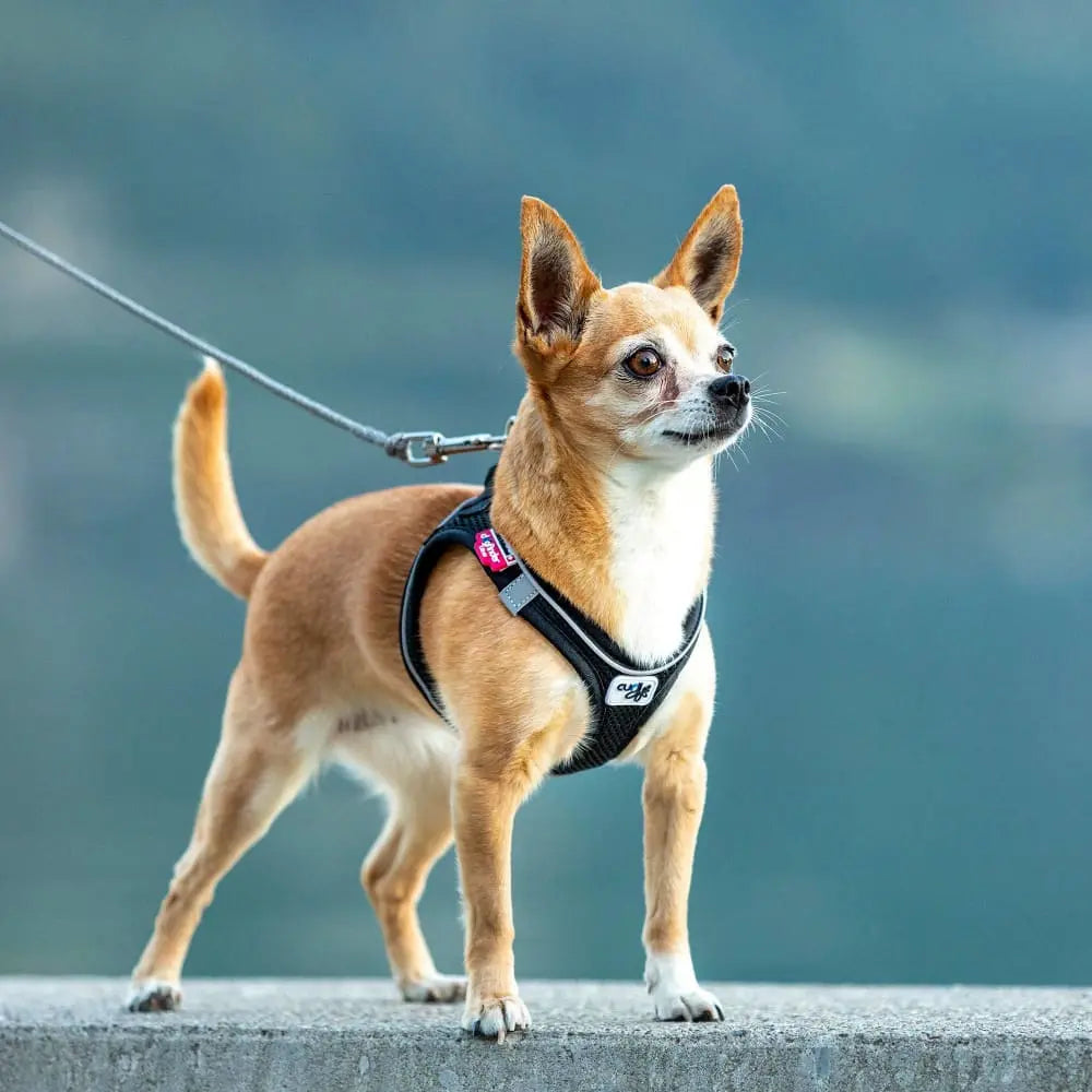 High - Quality Magnetic Harness Vest for No - Pull Control of Small and Medium - Sized Dogs