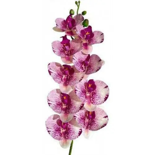 Lugarti's Realistic Moth Orchids for Reptile Habitat Decor