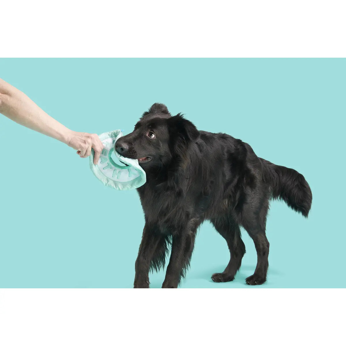 BARK Puppy Fresh Breath Mint - Ideal Dog Toys for Playtime