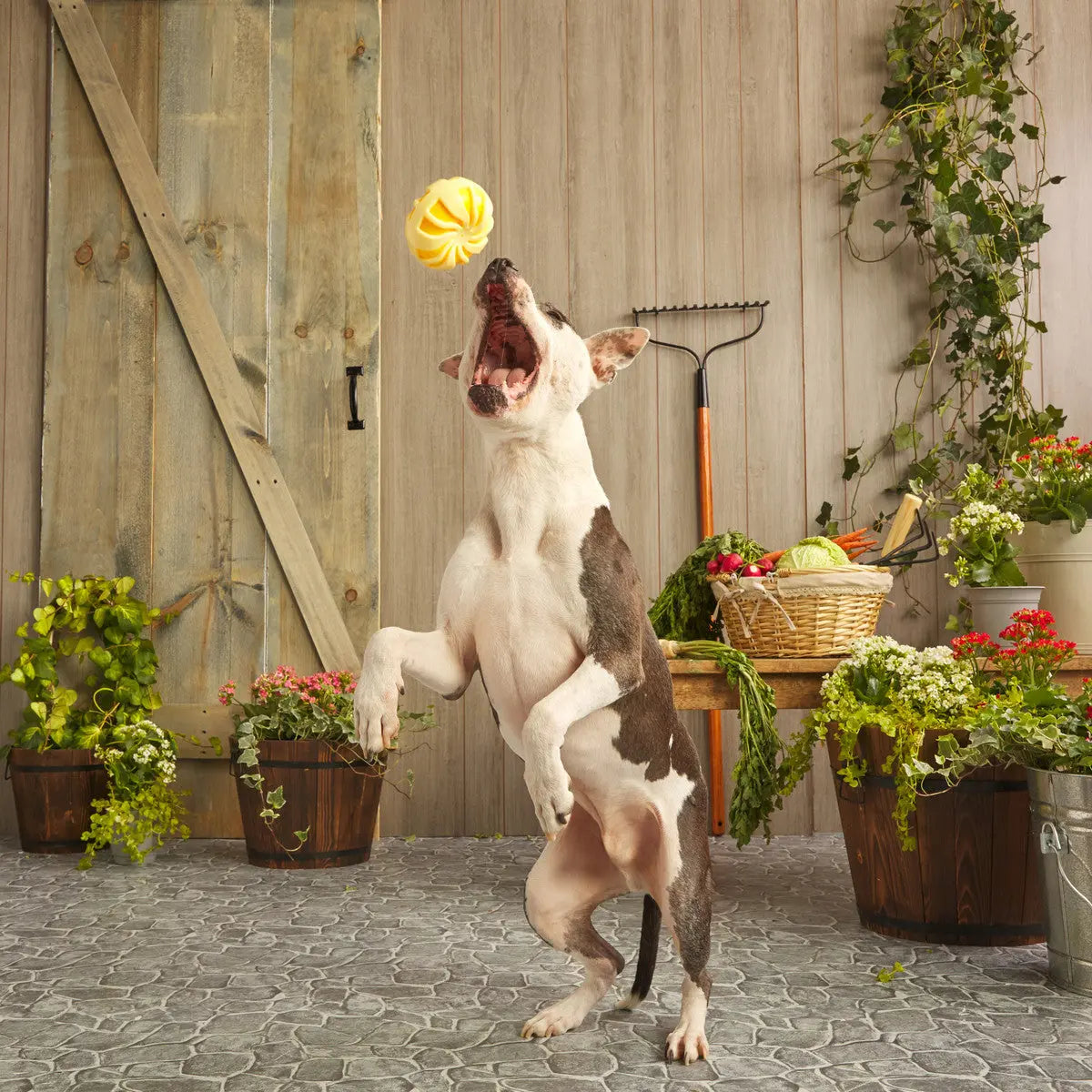 BARK Durable and Bouncy Burly Swirly Rubber Dog Chew Toys