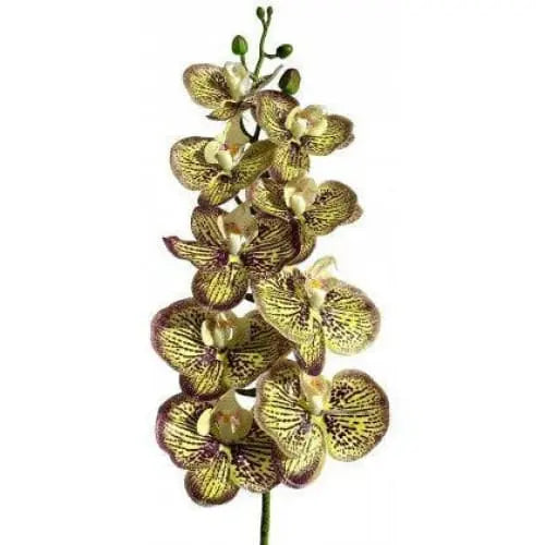 Lugarti's Realistic Moth Orchids for Reptile Habitat Decor