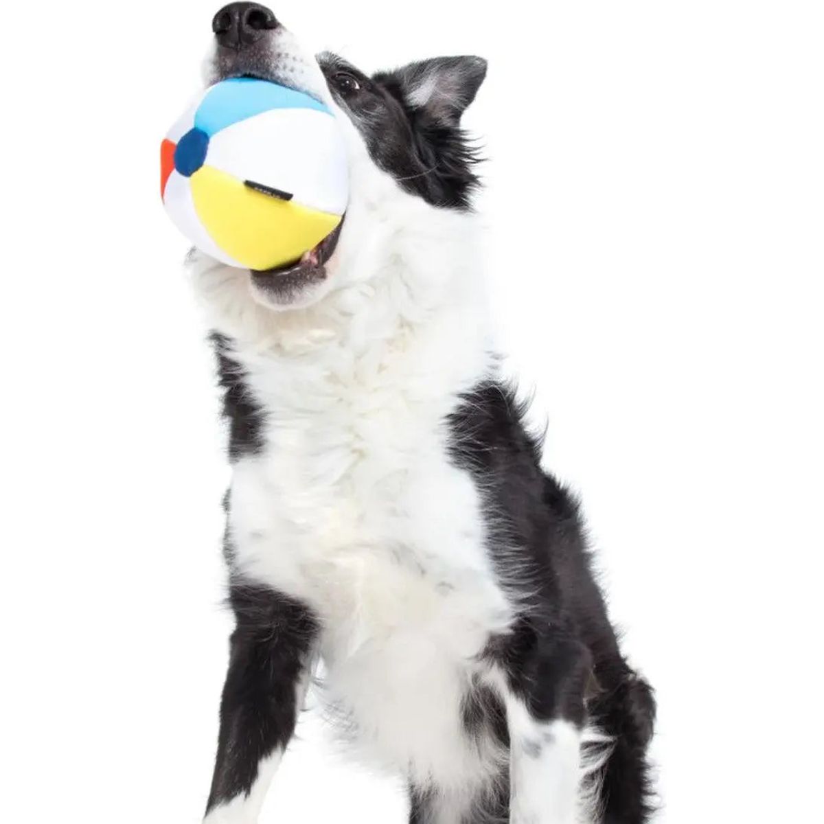 BARK Spike the Super Chewer Beach - style Dog Toy for Summer Fun