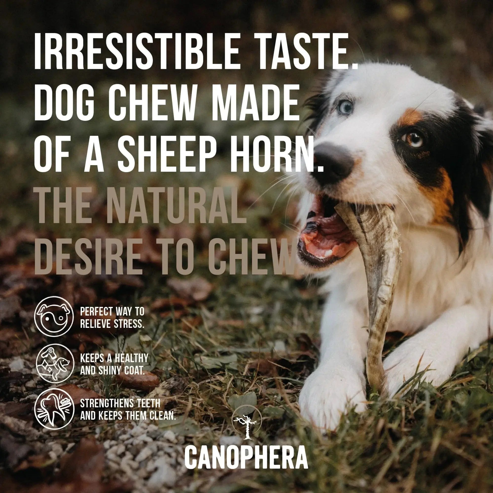 CANOPHERA All - Natural Sheep Horn Chew Toy for Dogs