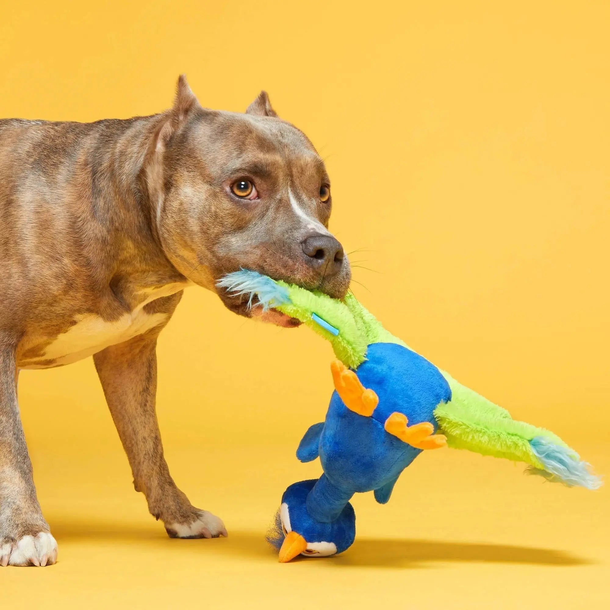 Exclusive BARK Pop Peacock Interactive Dog Toy for Playful Pups