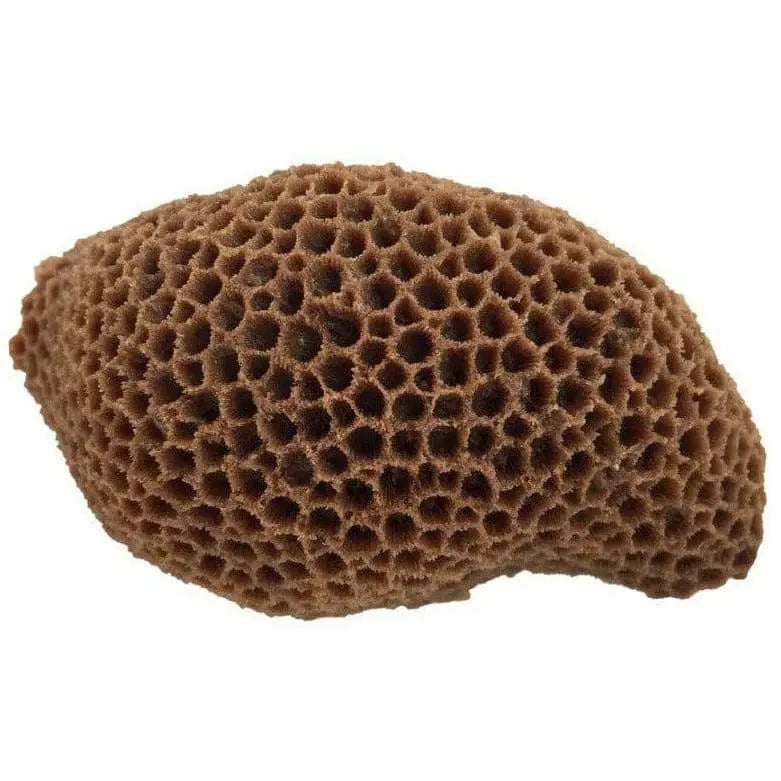 Weco Products South Pacific Brain Coral Decorative Ornament for Saltwater Reef Setup