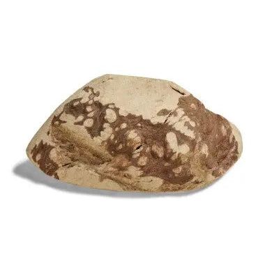 CANOPHERA All-Natural Long-Lasting Briar Wood Chews for Dogs