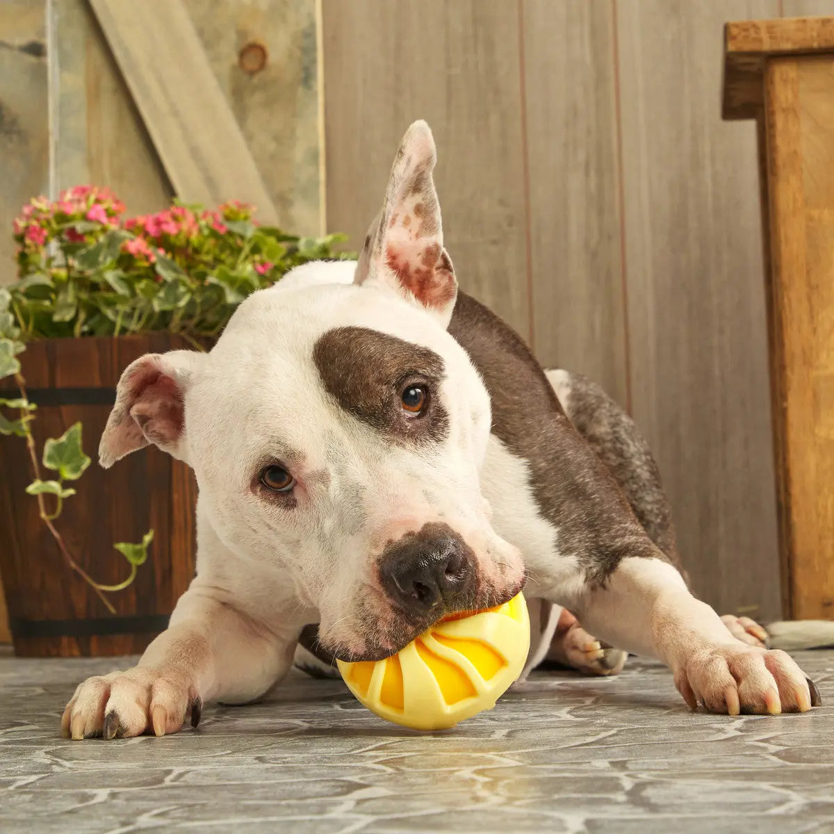 BARK Durable and Bouncy Burly Swirly Rubber Dog Chew Toys