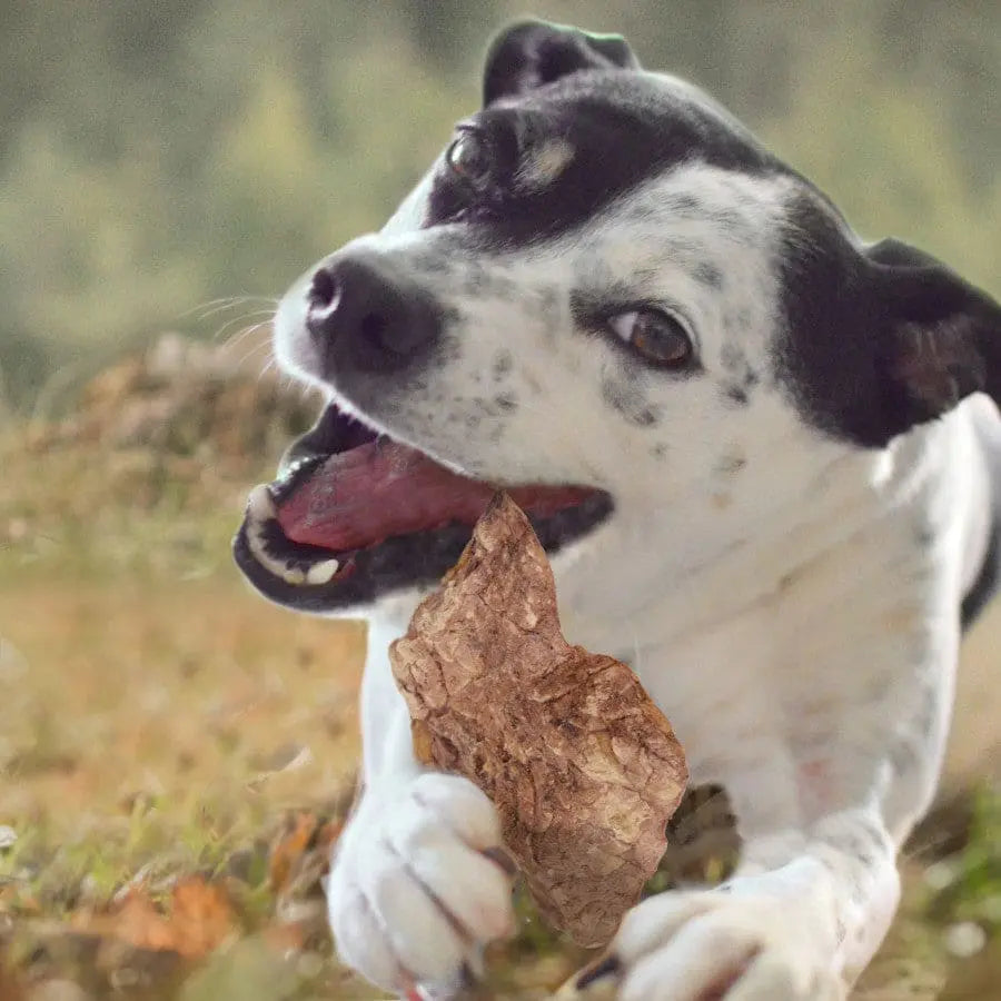 Cadet Farm to Paws 8 oz Natural Beef Chops - Ideal Dog Chews