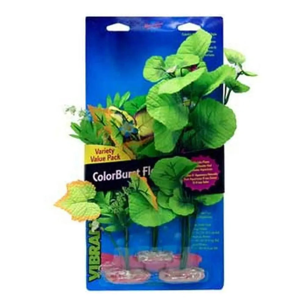 Blue Ribbon Colorburst Florals 3 - Plant Broad - Leaf Flower Cluster Variety Pack