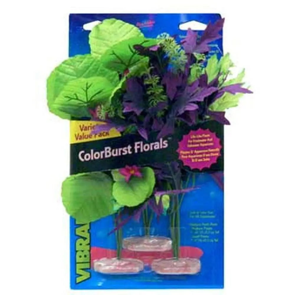 Blue Ribbon Colorburst Amazon Flowering Cluster Variety Pack of 3 Plants
