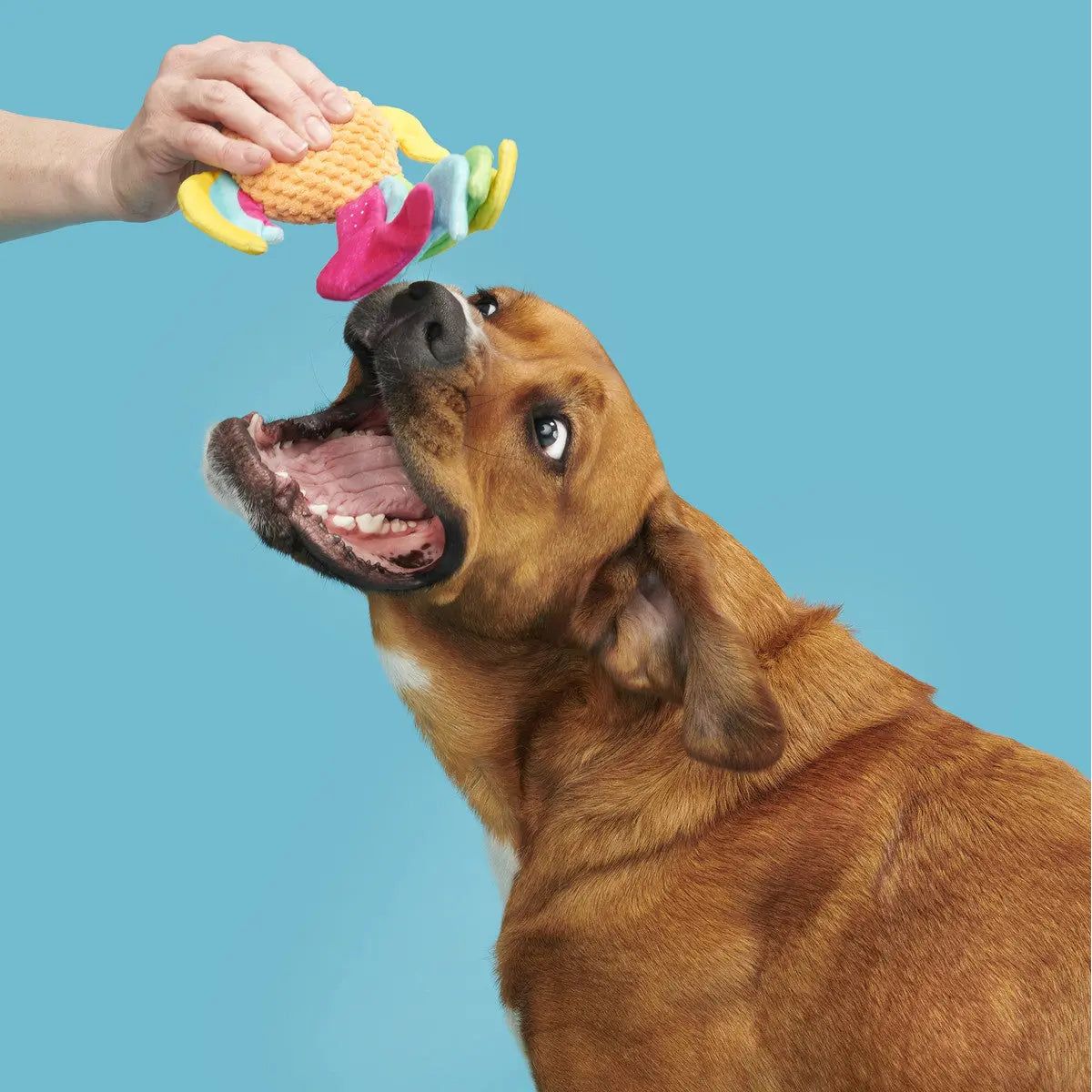 BARK Ahi Tina Super Soft and Colorful Plush Toy for Dogs