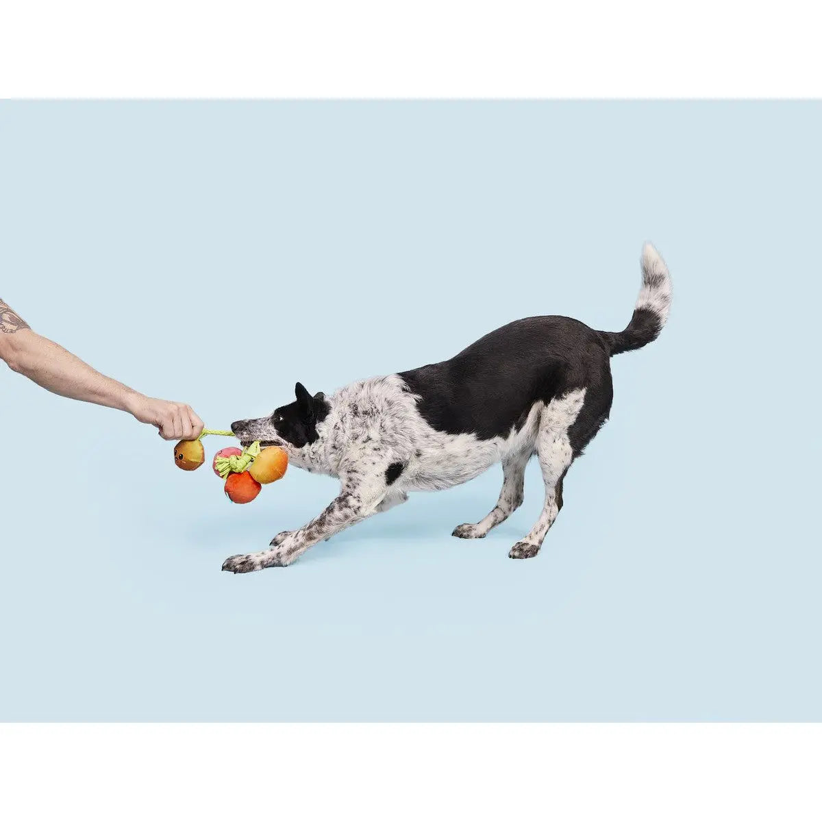 BARK Fluffy Squeaky Rope Dog Toy with Hairloom Tomatoes Design