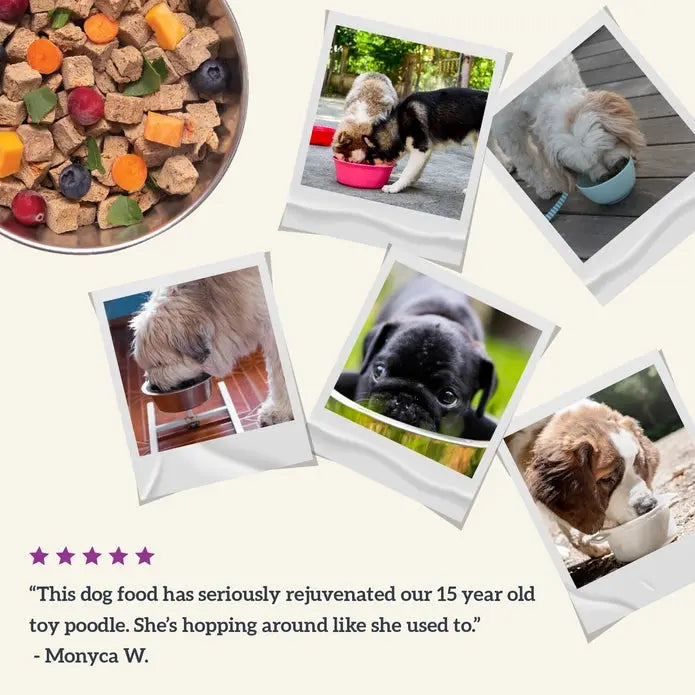 Healthy Extension Gently Air - Dried Premium Beef Recipe Dog Food, 2 - Pound Bag for Canine Nutrition