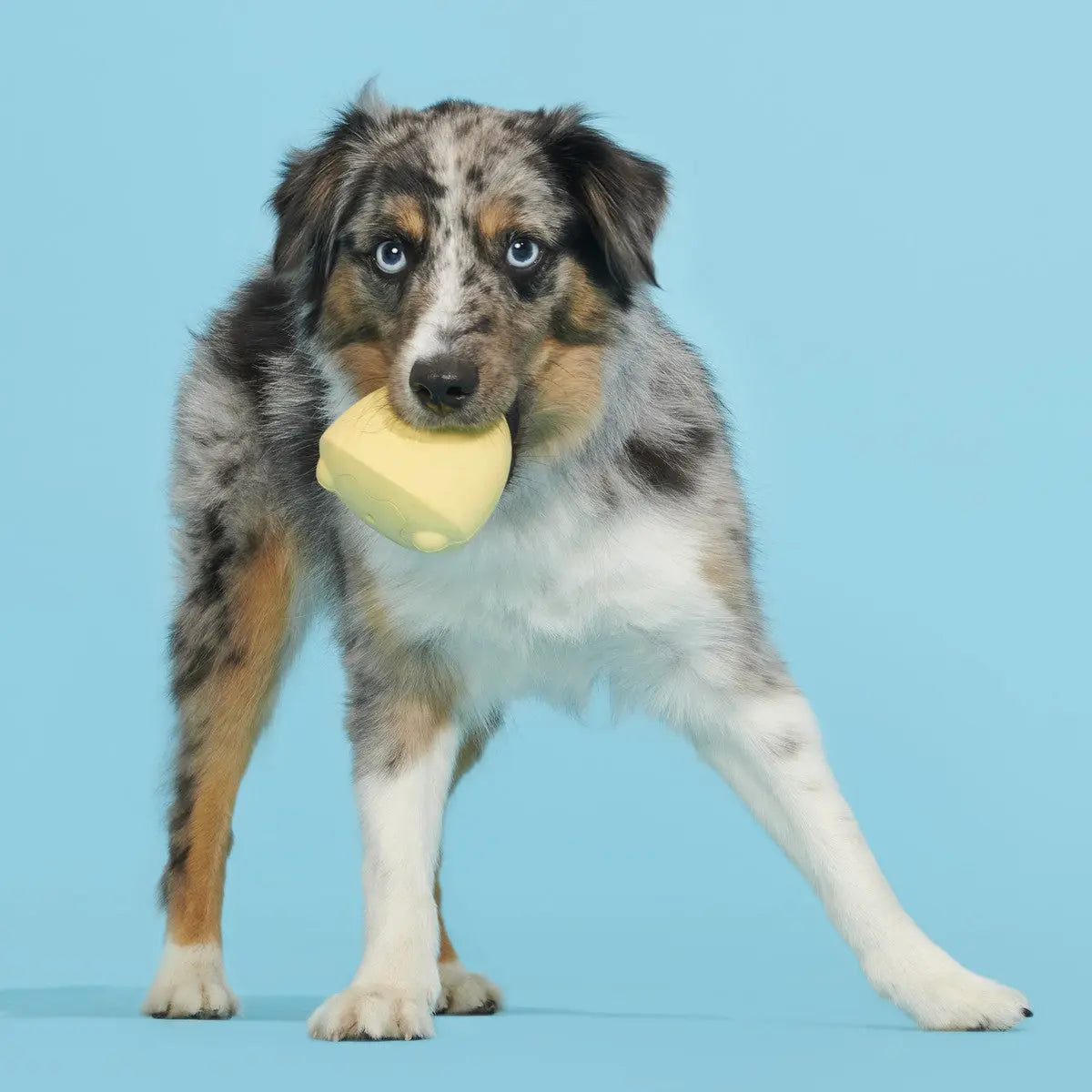 BARK Yellow Small/Medium Tough Chicken Dog Toy for Super Chewers