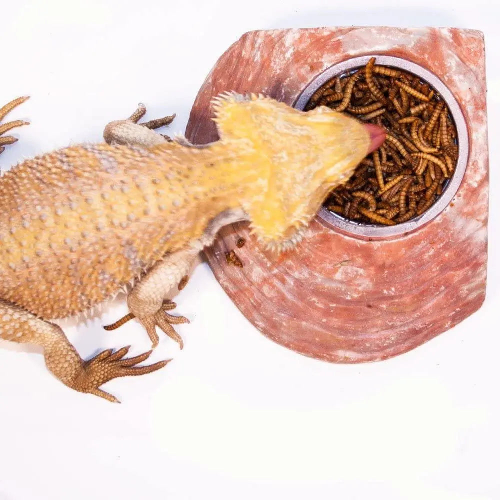 0.95-Ounce Freeze-Dried Mealworms: Healthy Treat for Insectivore Reptiles