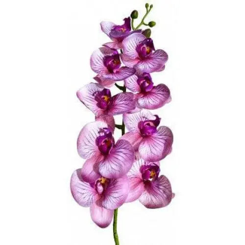 Lugarti's Realistic Moth Orchids for Reptile Habitat Decor