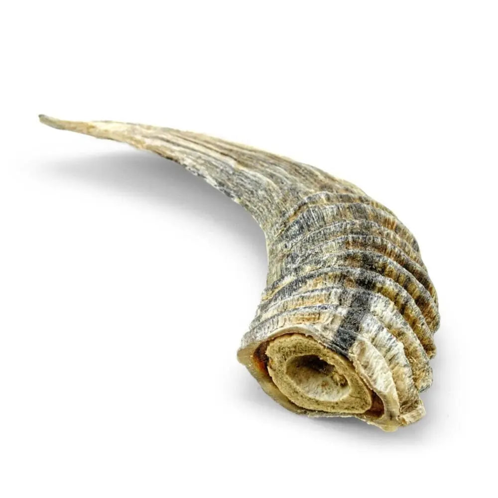 Icelandic Small-Sized Lamb Horn with Marrow for Individual Pets