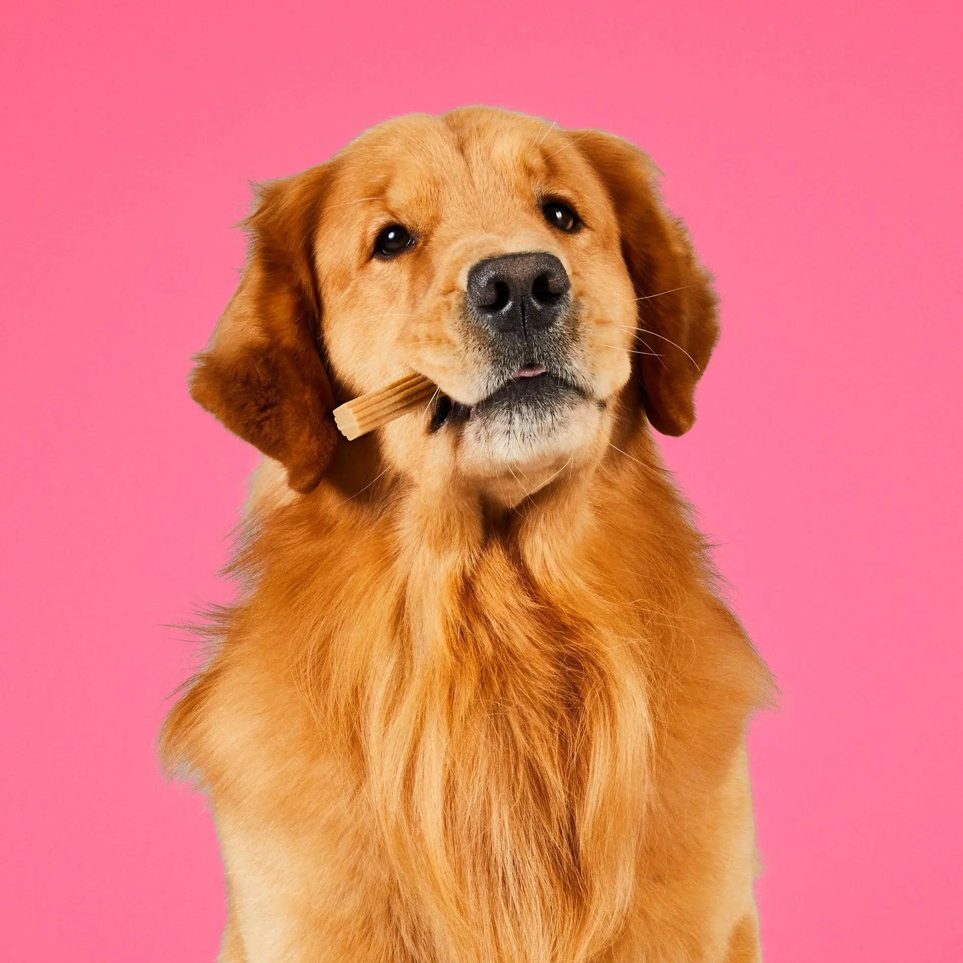 Project Hive Pet Company's All - Natural, USA - Made Hive Dog Chew Stick Canine Treat