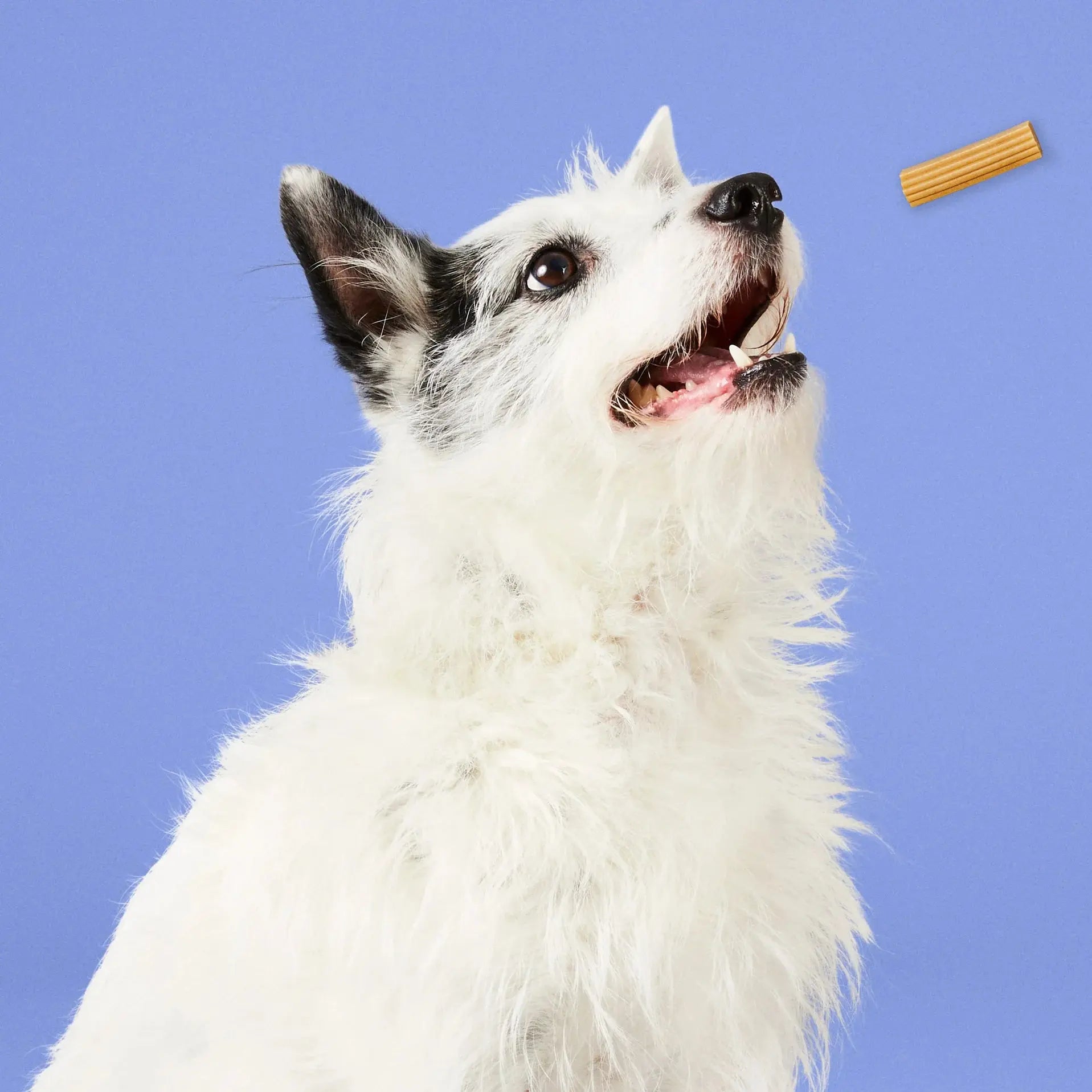 Project Hive Pet Company's All - Natural, USA - Made Hive Dog Chew Stick Canine Treat