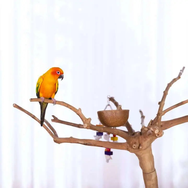 Prevue Pet Products Sustainable Coffeawood Floor Stand Perch Tree Style 2 for Large Birds