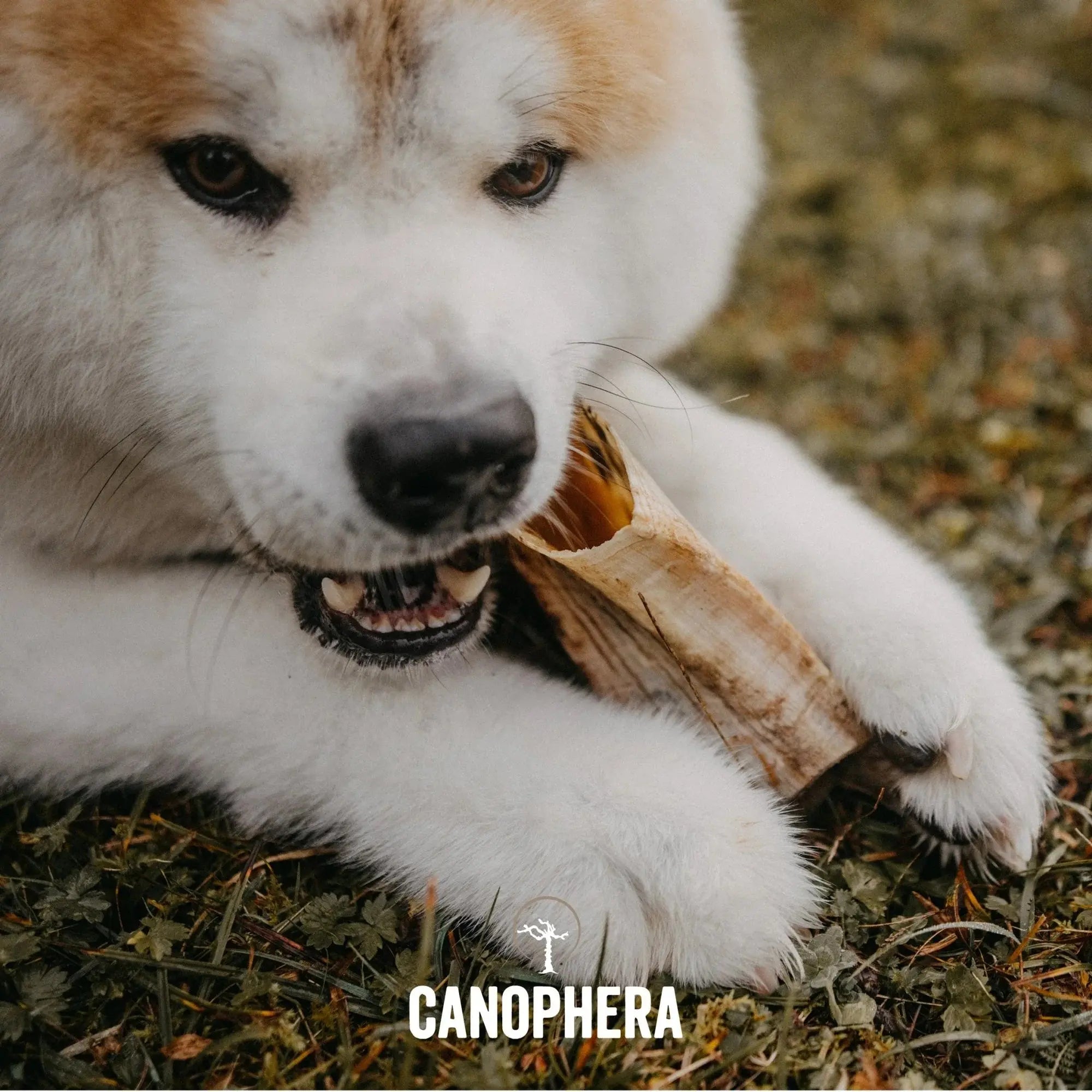 CANOPHERA All - Natural Sheep Horn Chew Toy for Dogs