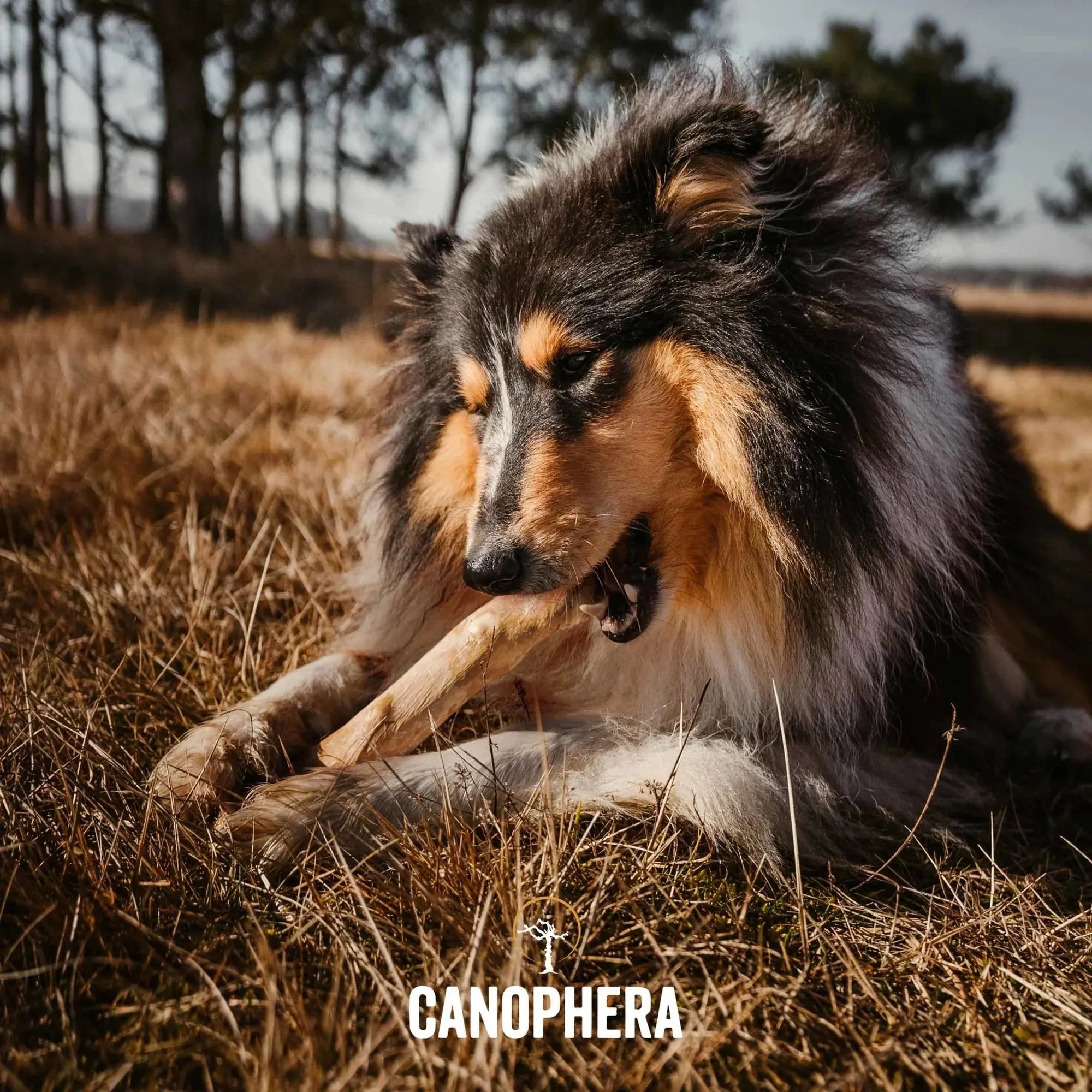 CANOPHERA Premium All-Natural Coffee Wood Chew Sticks for Canine Companions