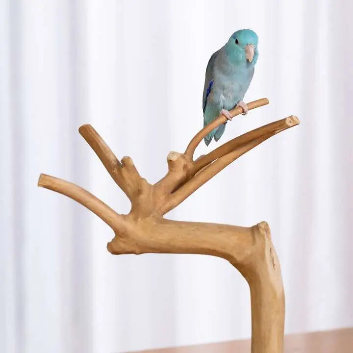 Prevue Pet Products Mini Table Top Playstand Made of Coffeawood for Small Birds