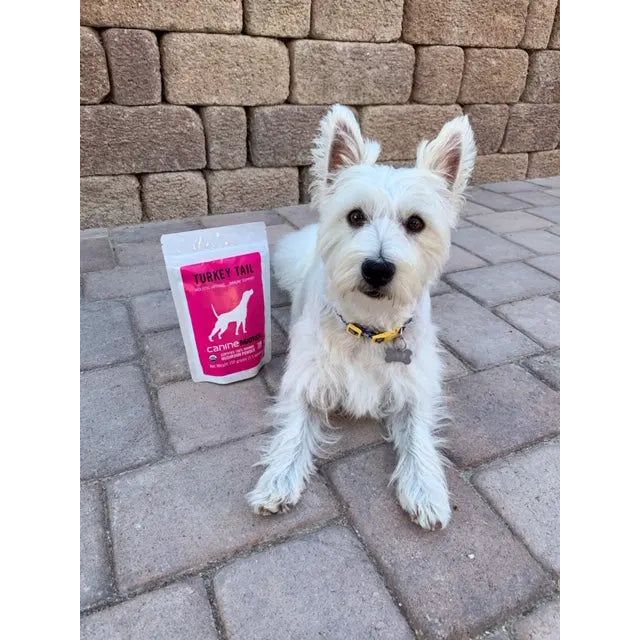 Canine Matrix Turkey Tail Mushroom-Based Holistic Defense Immune Support Dietary Supplement for Dogs