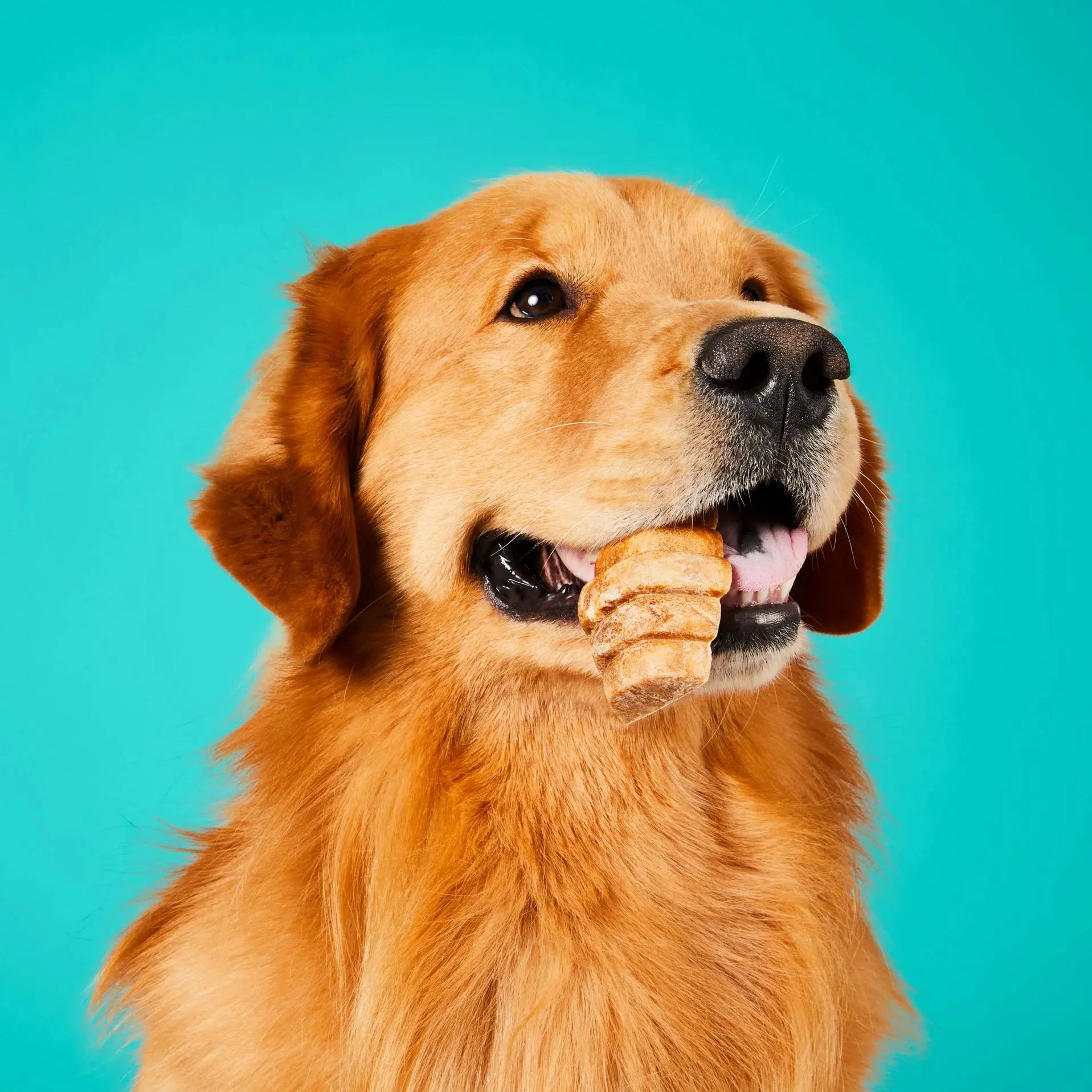 Project Hive Pet Company's Premium All - Natural Hive Dog Chew Treat