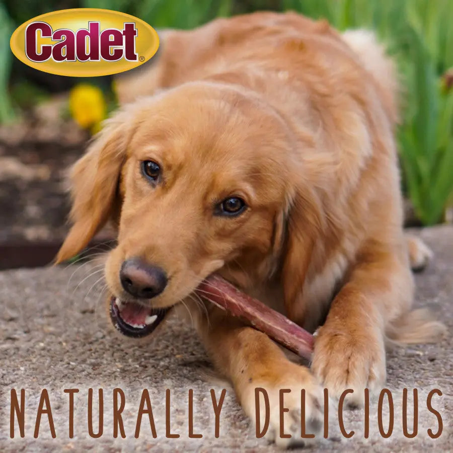 Cadet Extra-Large, Long-Lasting, Grain-Free Beef Bully Sticks for Dogs