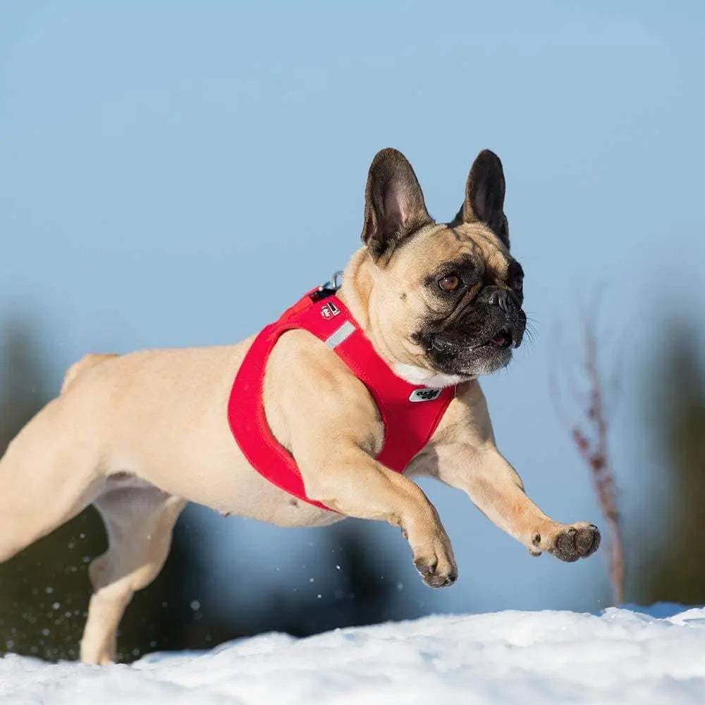Lightweight Step-in Dog Vest Harness with Air-Mesh Lining and Softshell Material for Small and Medium Dogs