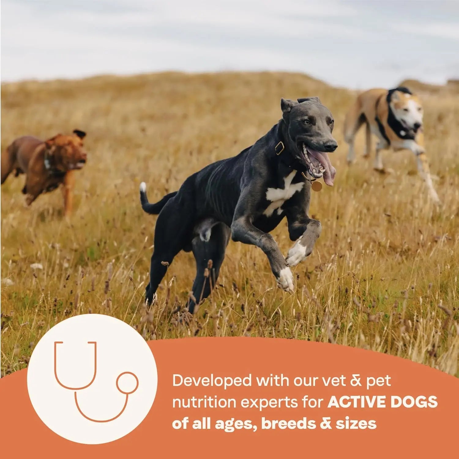 CANIDAE High-Protein Multi-Protein Dry Dog Food for All Life Stages