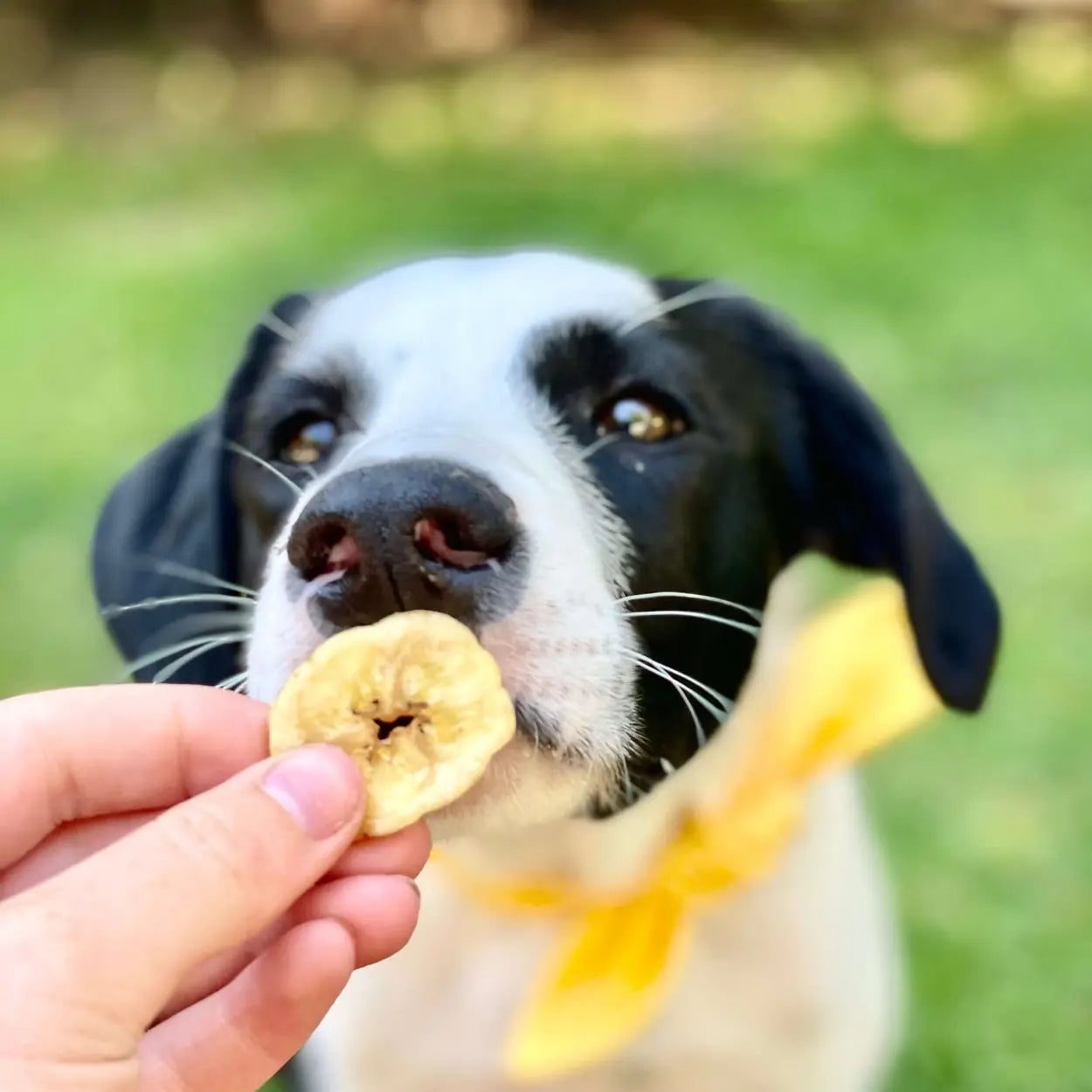 Healthybud 5.3 Oz Dehydrated Vegan Banana Crisps - Ideal Training Dog Treats