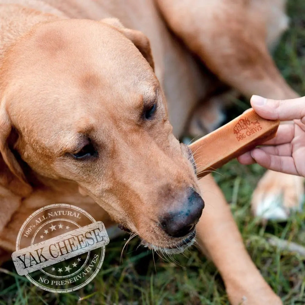 Organic Honey - Infused Yak Milk Chews: A Healthy Dog Treat