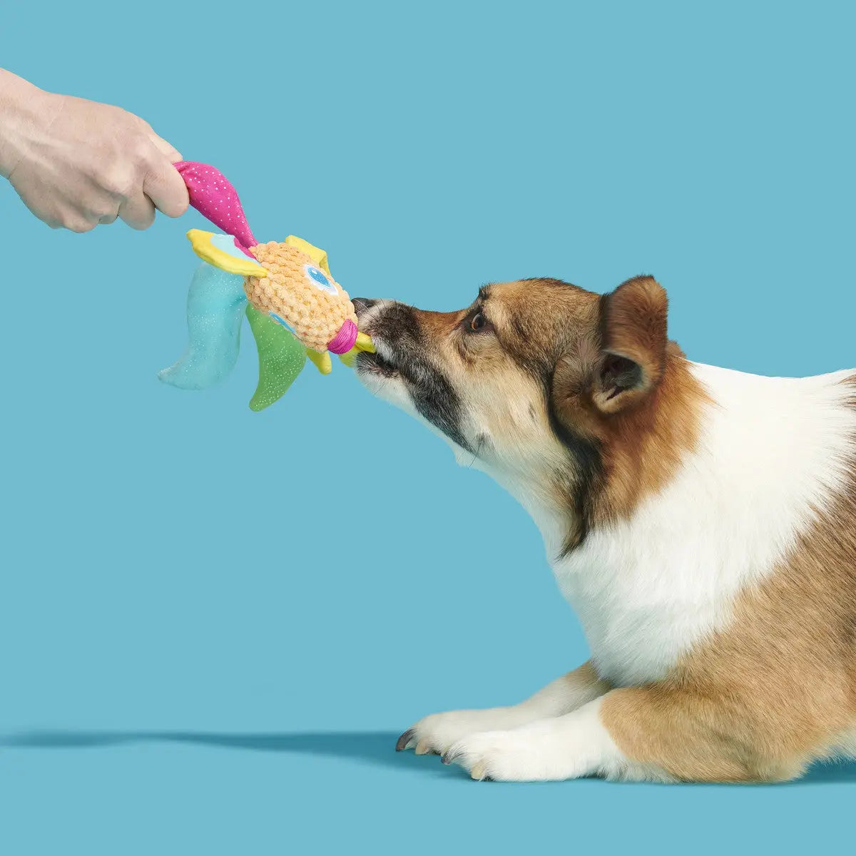 BARK Ahi Tina Super Soft and Colorful Plush Toy for Dogs