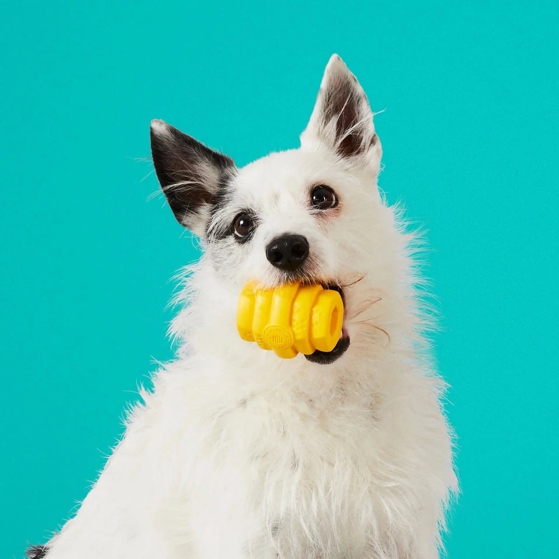 Project Hive Pet Company's Exceptionally Durable Chew and Fetch Toy for Small Canines