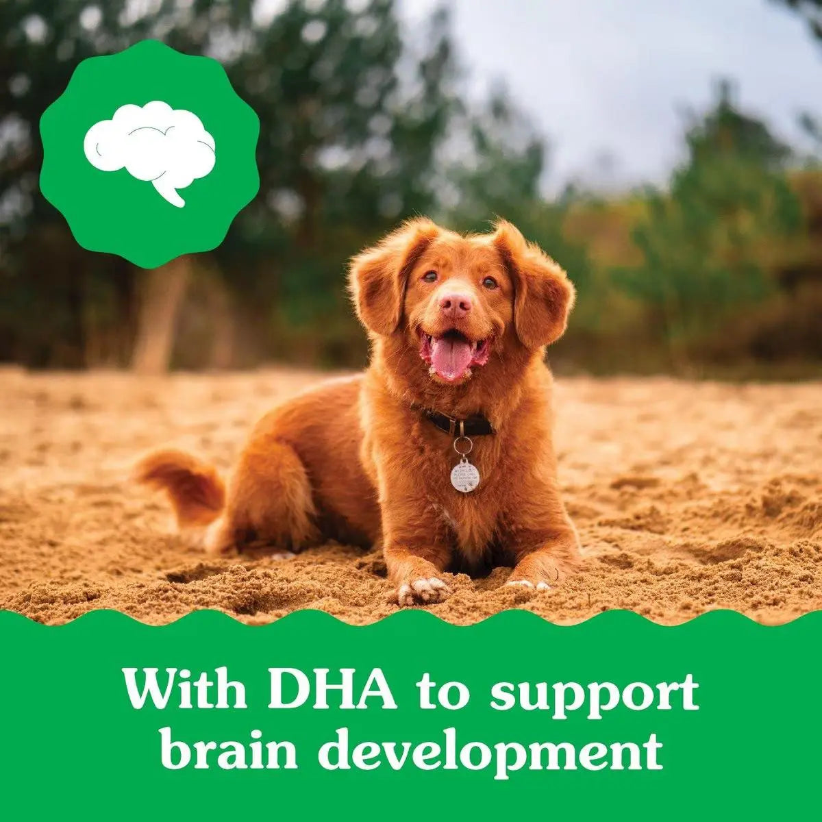 Delicious Greenies Dental Treats Specially Designed for Puppies Aged 6 Months and Above