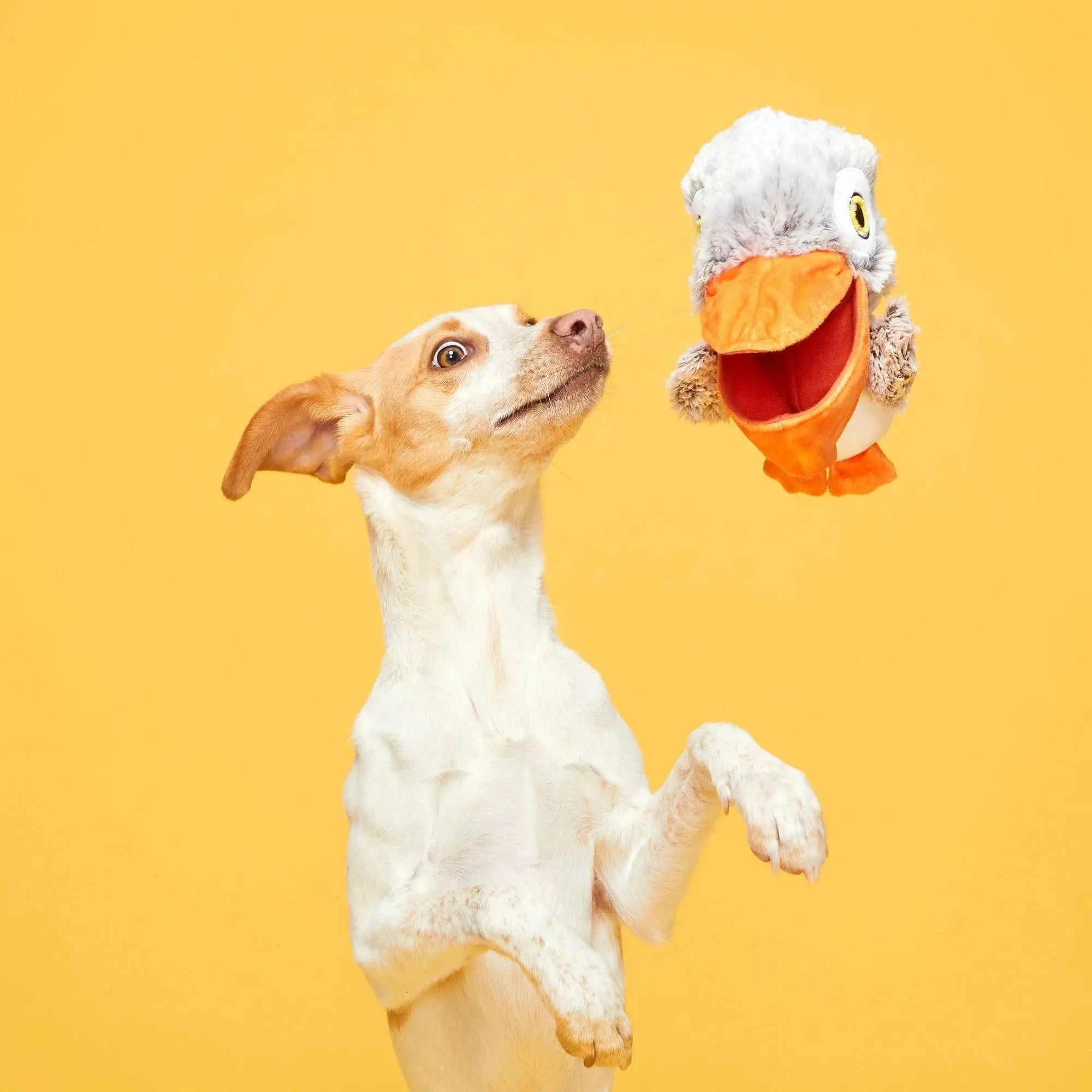 BARK Interactive Big Bill Pelican & Beak-A-Boo Fish Dual Dog Toy
