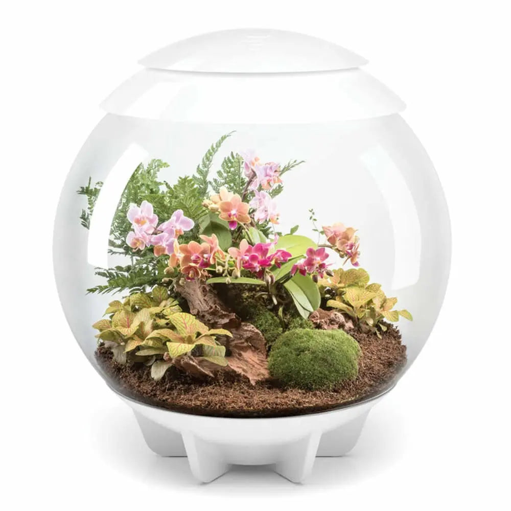 biOrb AIR 30 LED Acrylic Terrarium with Automated Care and 360 - Degree View