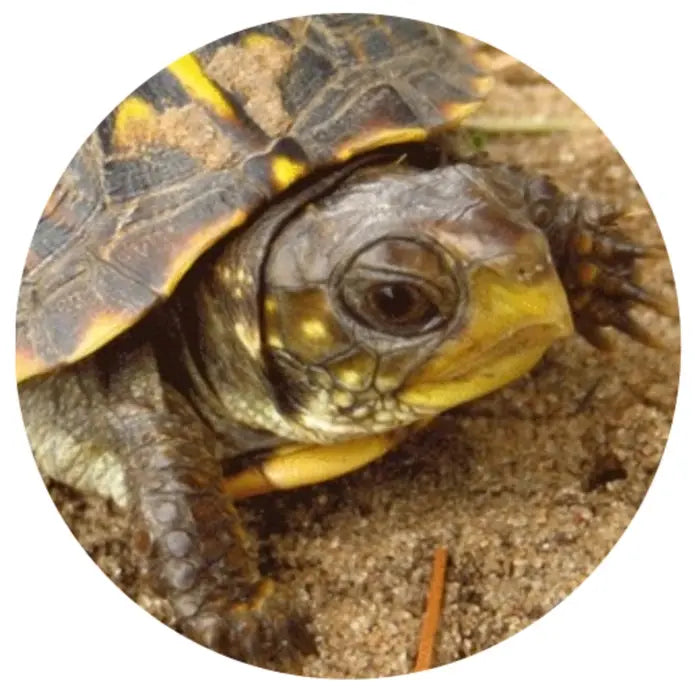 TropicZone Stage-1 High - quality Baby Formula Diet for Box Turtles
