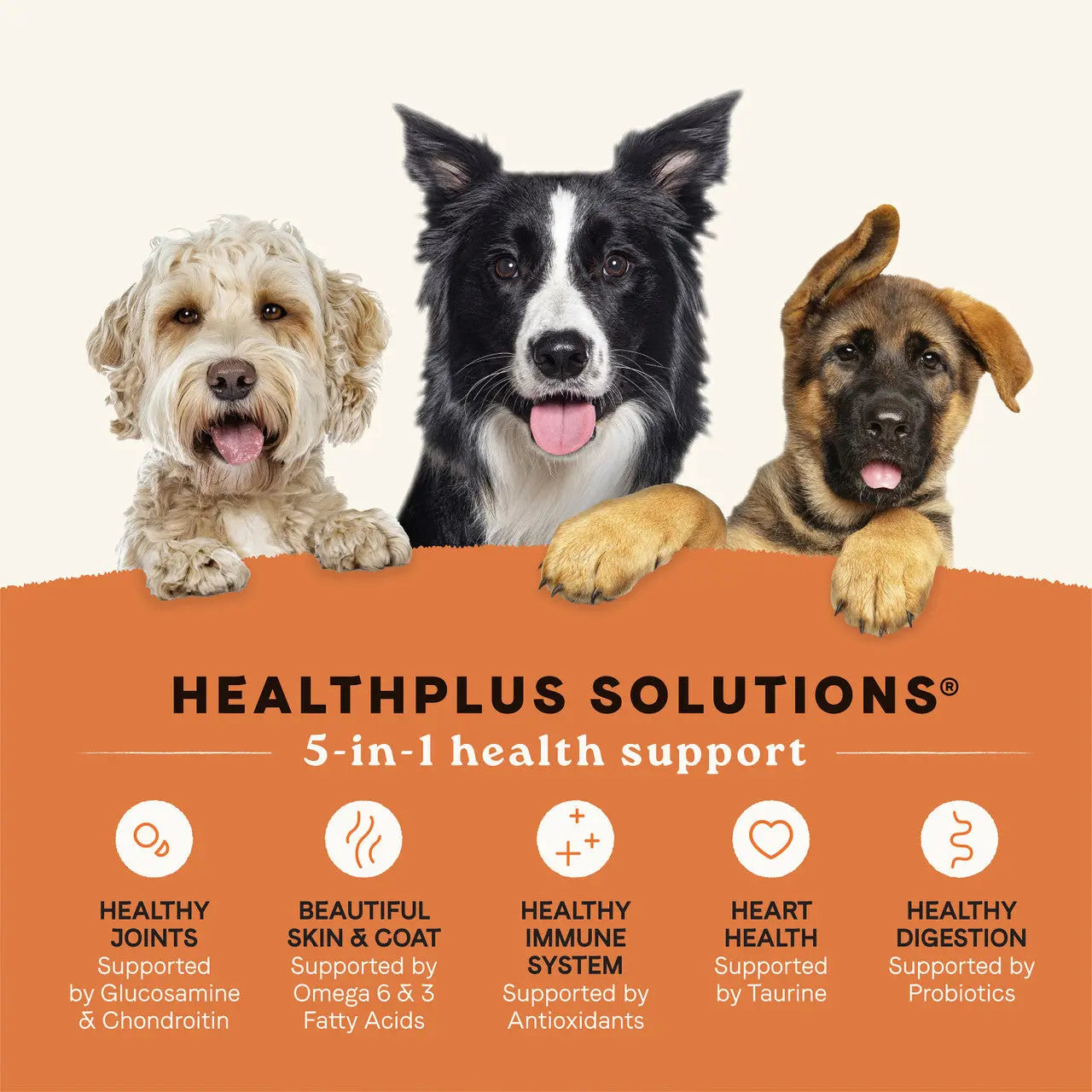 Premium All Life Stages Dry Dog Food with Real Salmon and Ancient Grains