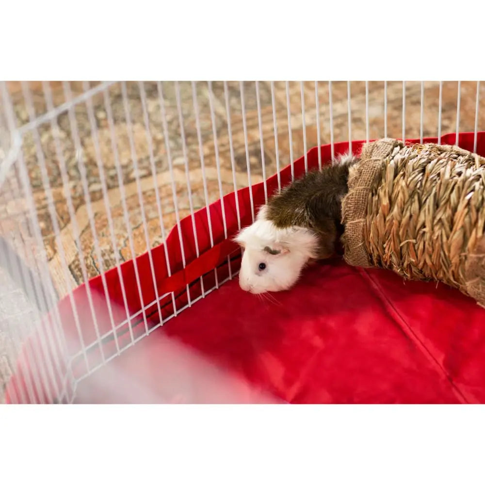 Prevue Pet Products White Indoor/Outdoor Playpen for Ferrets, Rabbits & Guinea Pigs