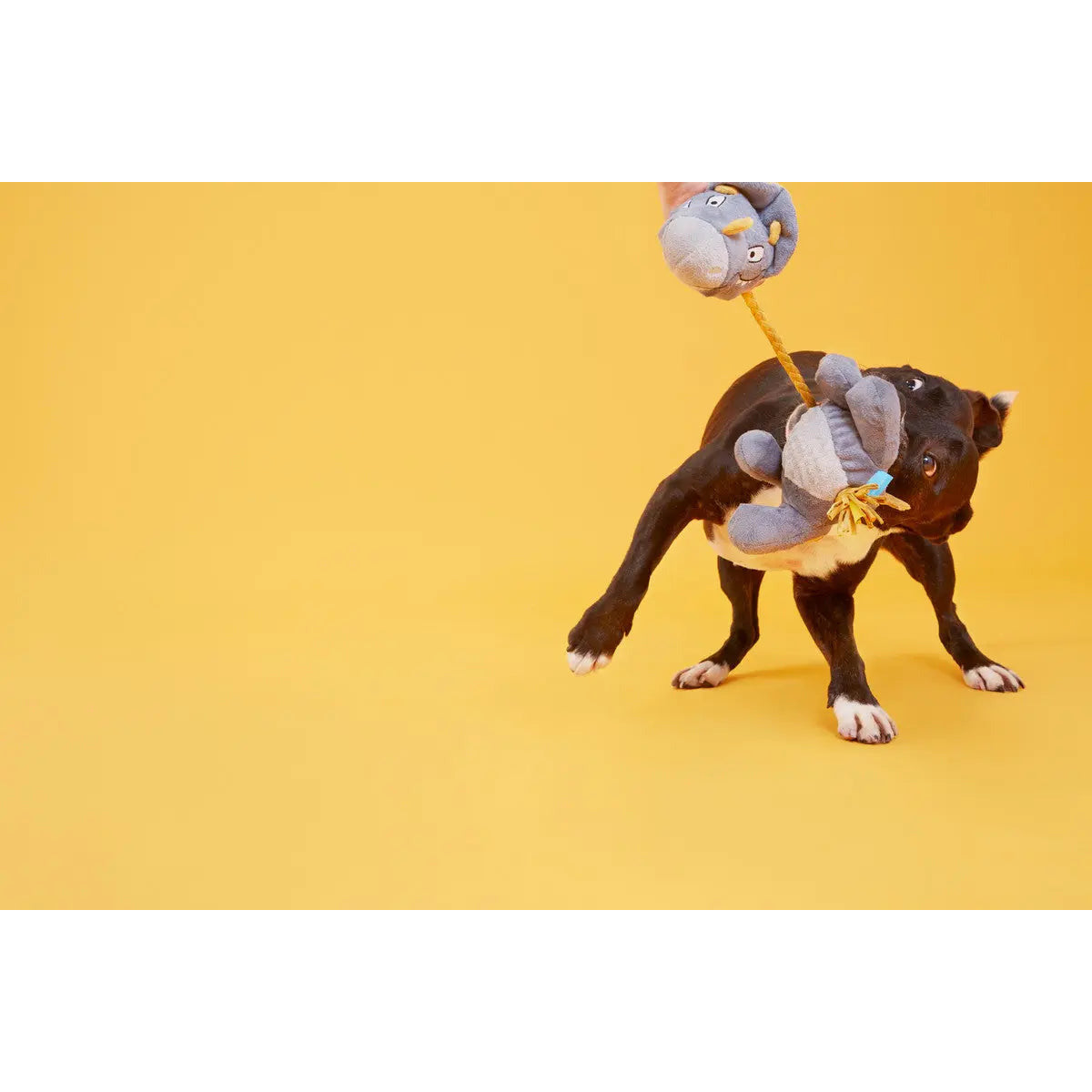 Herbivore BARK Herbert - A Thrilling Prehistoric Dog Toy