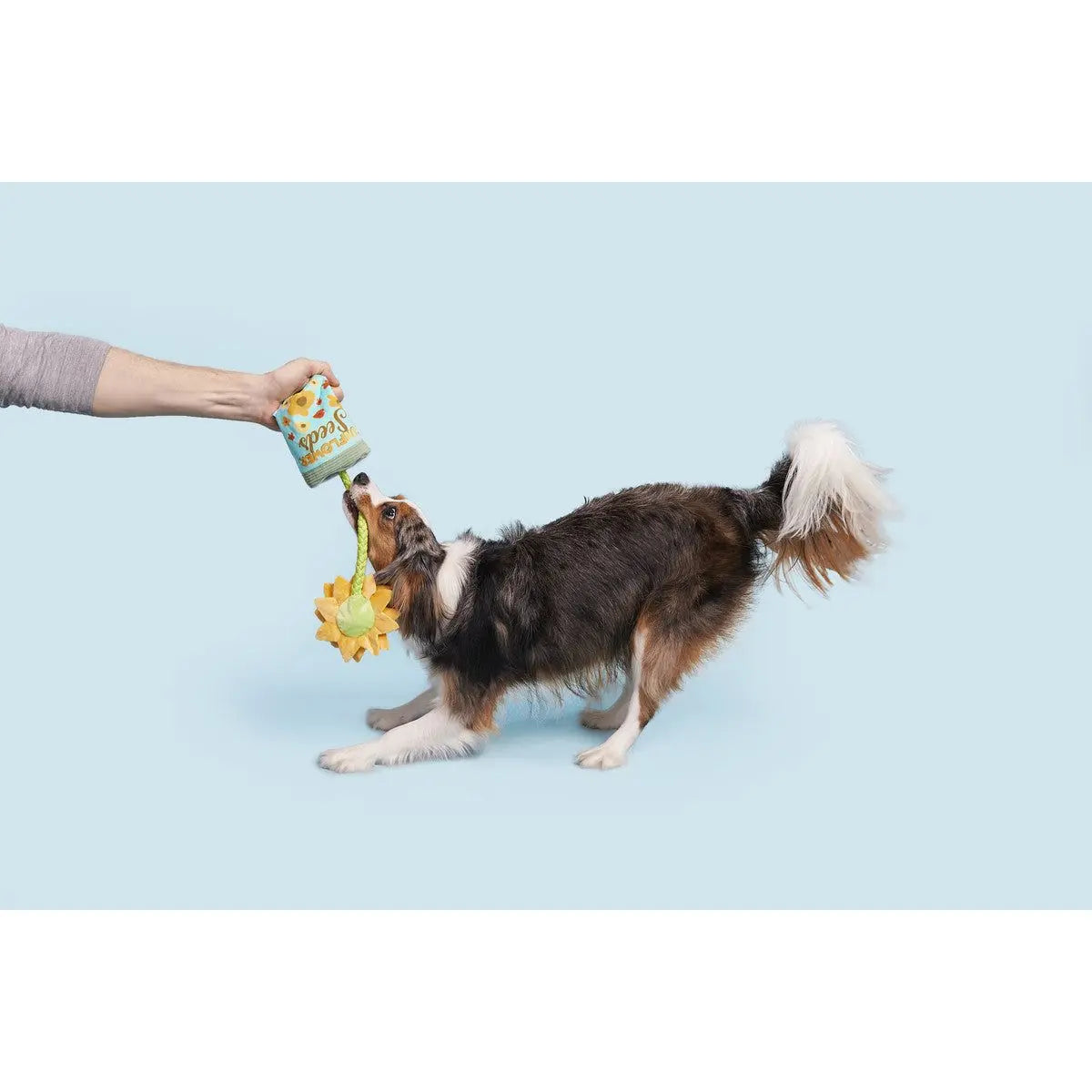 BARK Interactive Funflower Seeds Rope Squeaky Dog Toy for Small to Medium Dogs